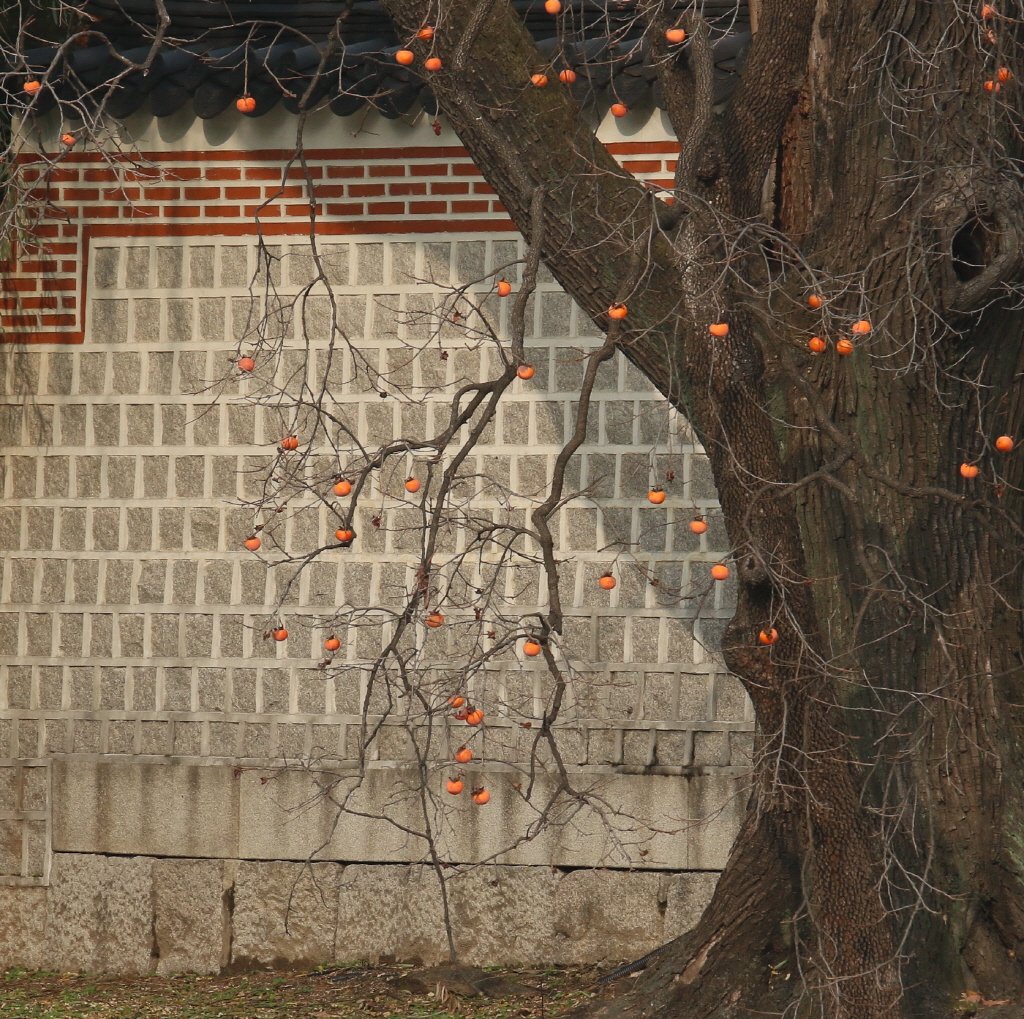 오랜세월의 감나무.jpg : 경복궁 정모