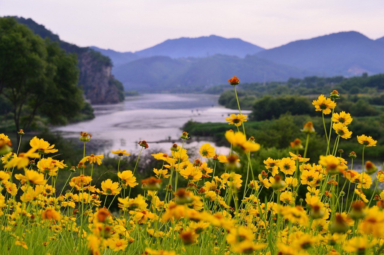 BandPhoto_9158788411.jpg : 영동군 뚝방 금계국