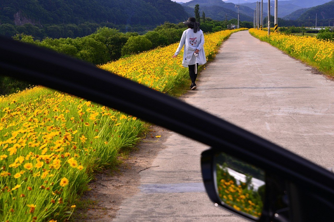 BandPhoto_9158788438.jpg : 영동군 뚝방 금계국