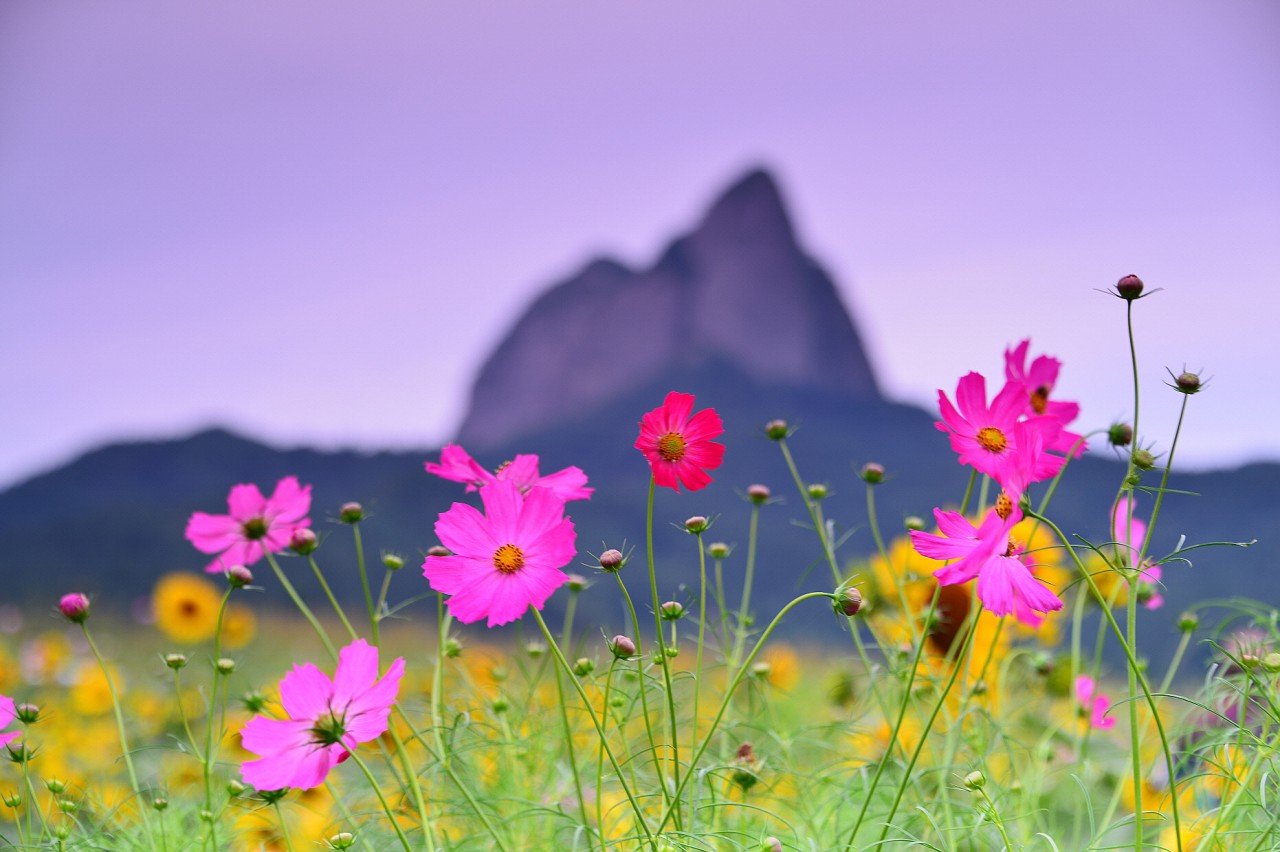 BandPhoto_15084588319.jpg : 해바라기있는 가을