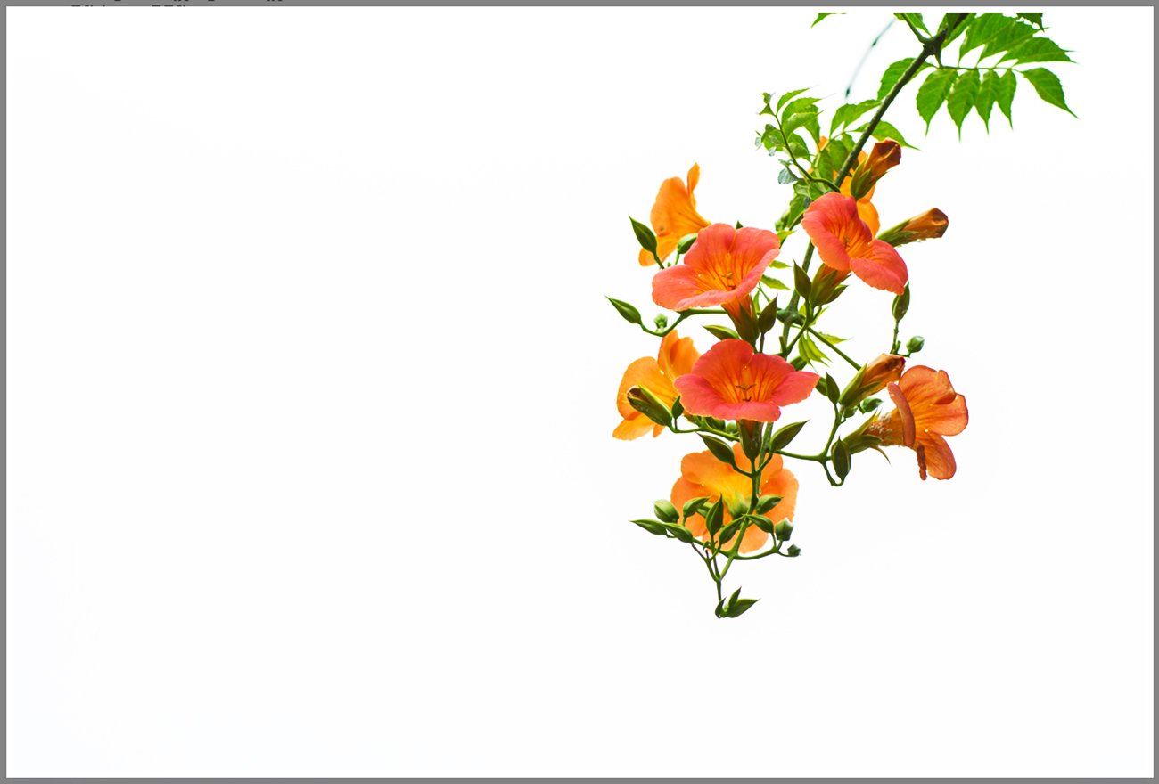 20160705_084200.jpg : 능소화