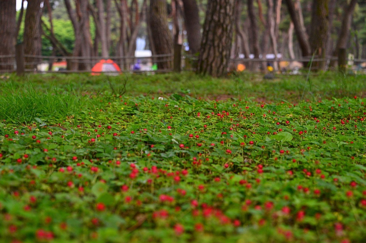 BandPhoto_9158788463.jpg : 영동 송호관광단지