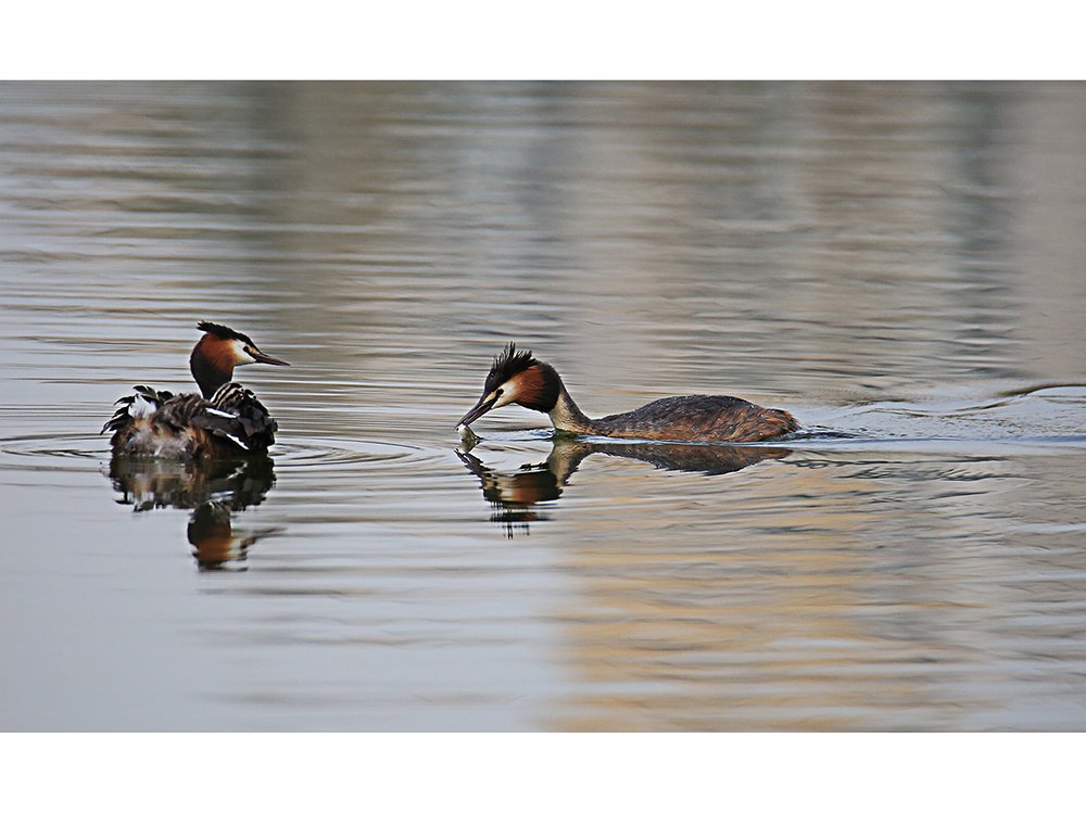 2M3A8423.jpg : 뿔논병아리~