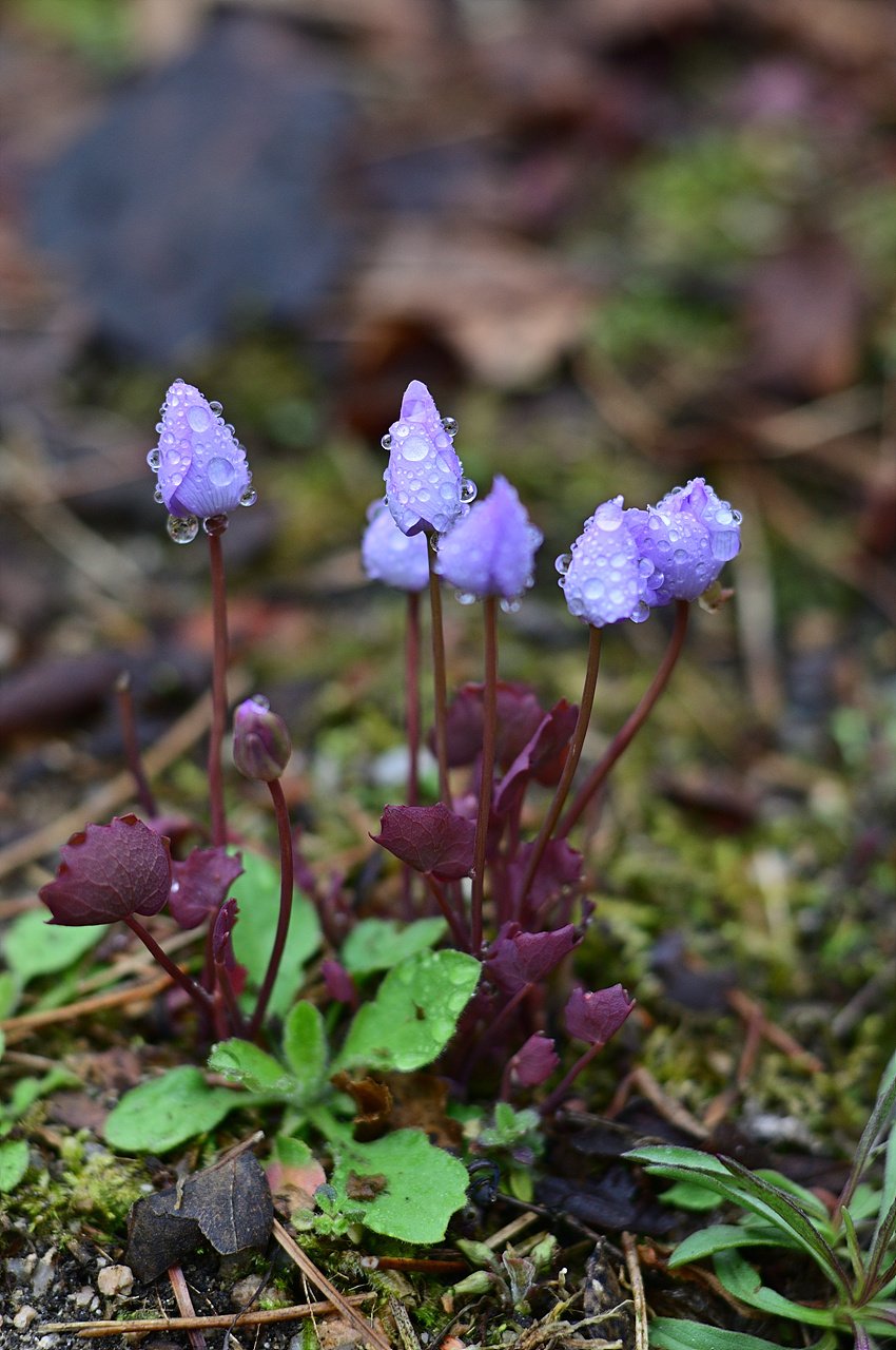 _DSC0760_00001.jpg : 우중출사-빗방울 맺힌 야생화