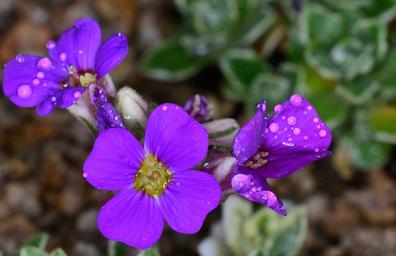 _DSC0699_00001.jpg : 우중출사-빗방울 맺힌 야생화