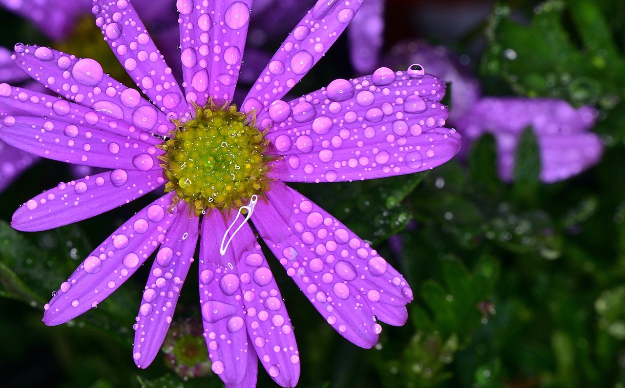 _DSC0690_00001.jpg : 우중출사-빗방울 맺힌 야생화