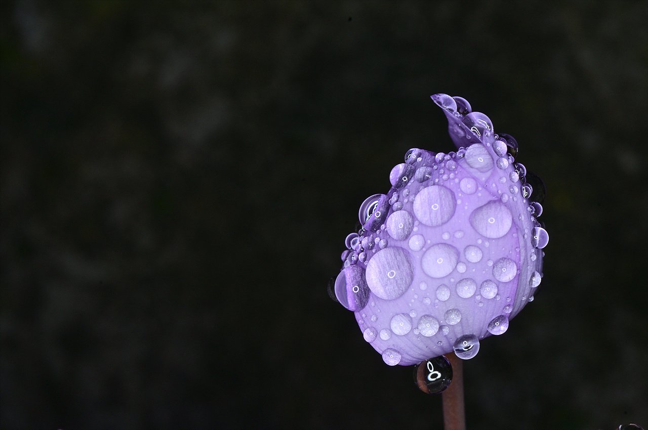 _DSC0791_00001.jpg : 우중출사-빗방울 맺힌 야생화