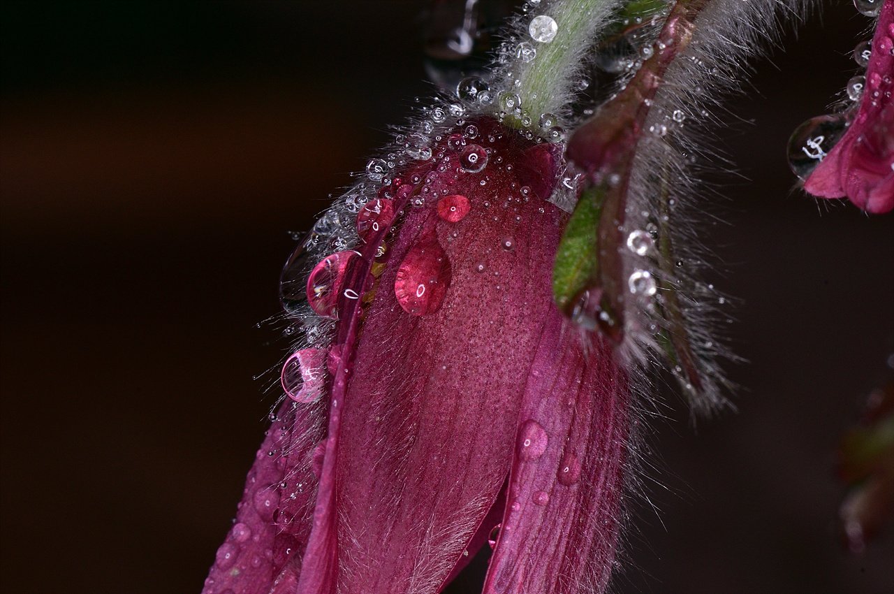 _DSC0694_00001.jpg : 우중출사-빗방울 맺힌 야생화