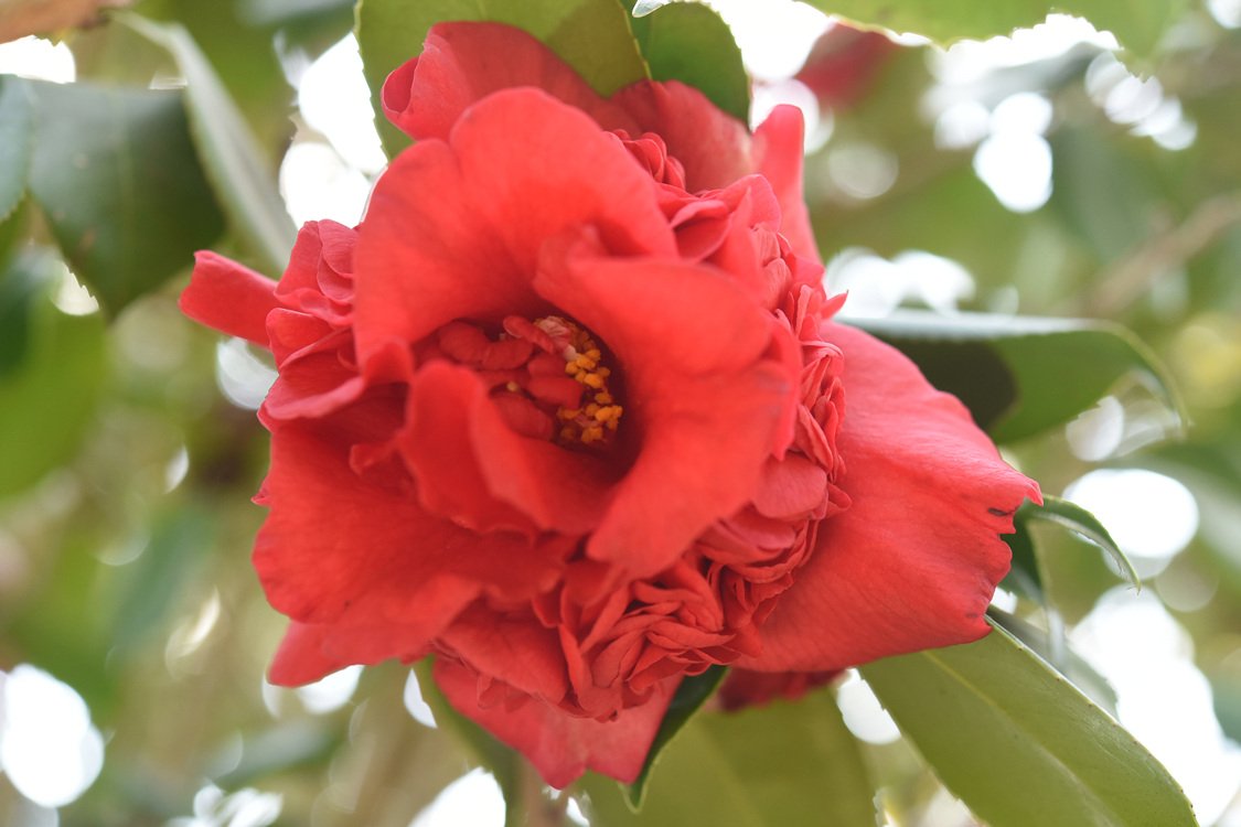 DSC_8731.jpg : 신구대 봄소식......