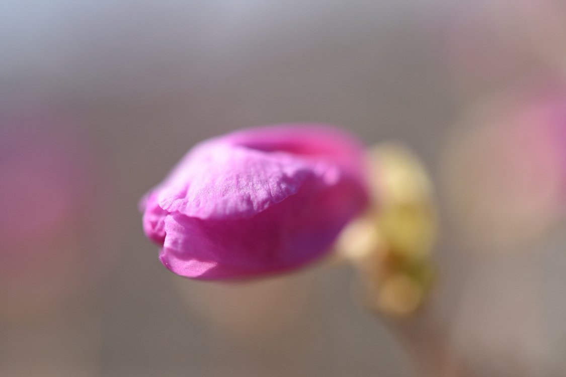 DSC_8638.jpg : 신구대 봄소식......