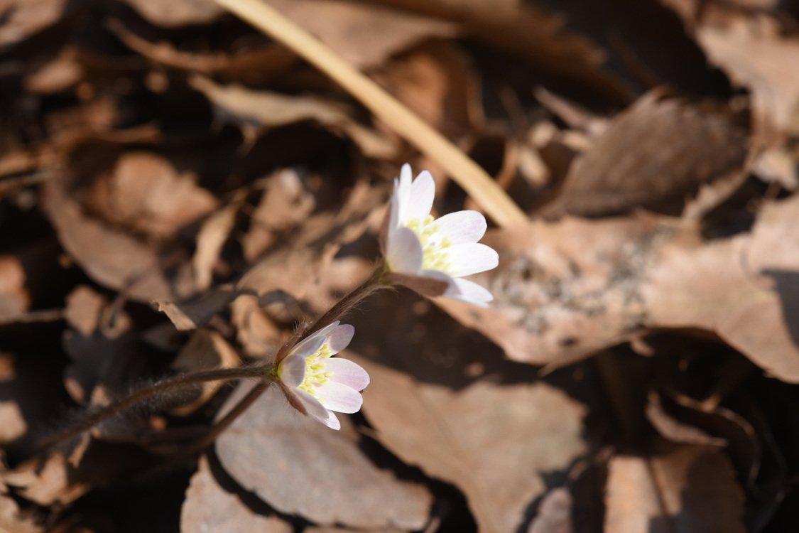 DSC_8686.jpg : 신구대 봄소식......