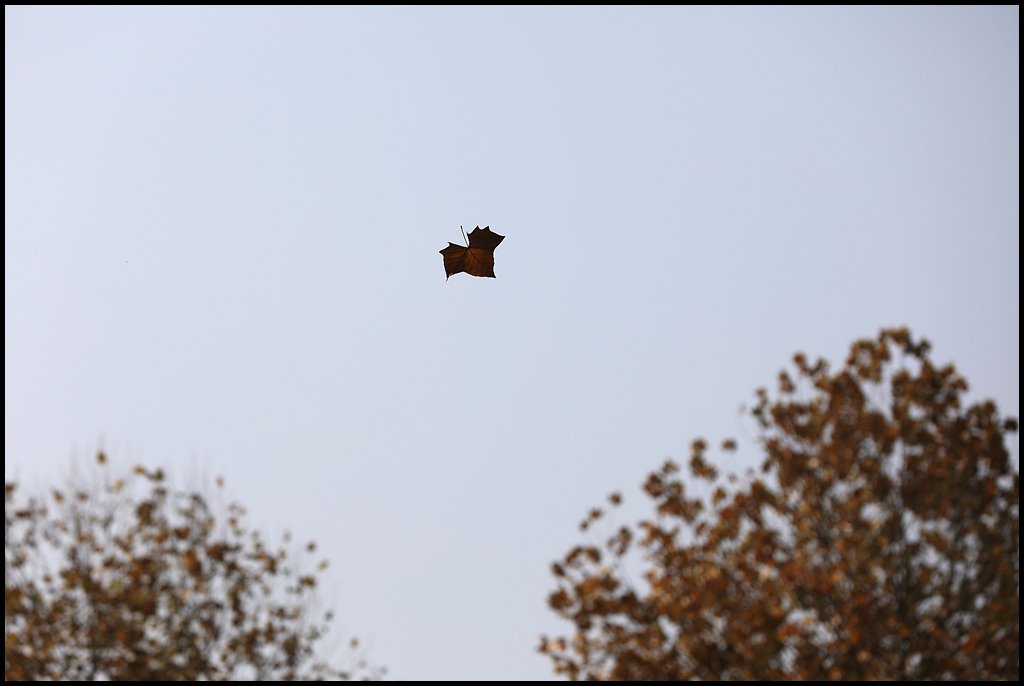 8U8A7940.jpg : 낙엽