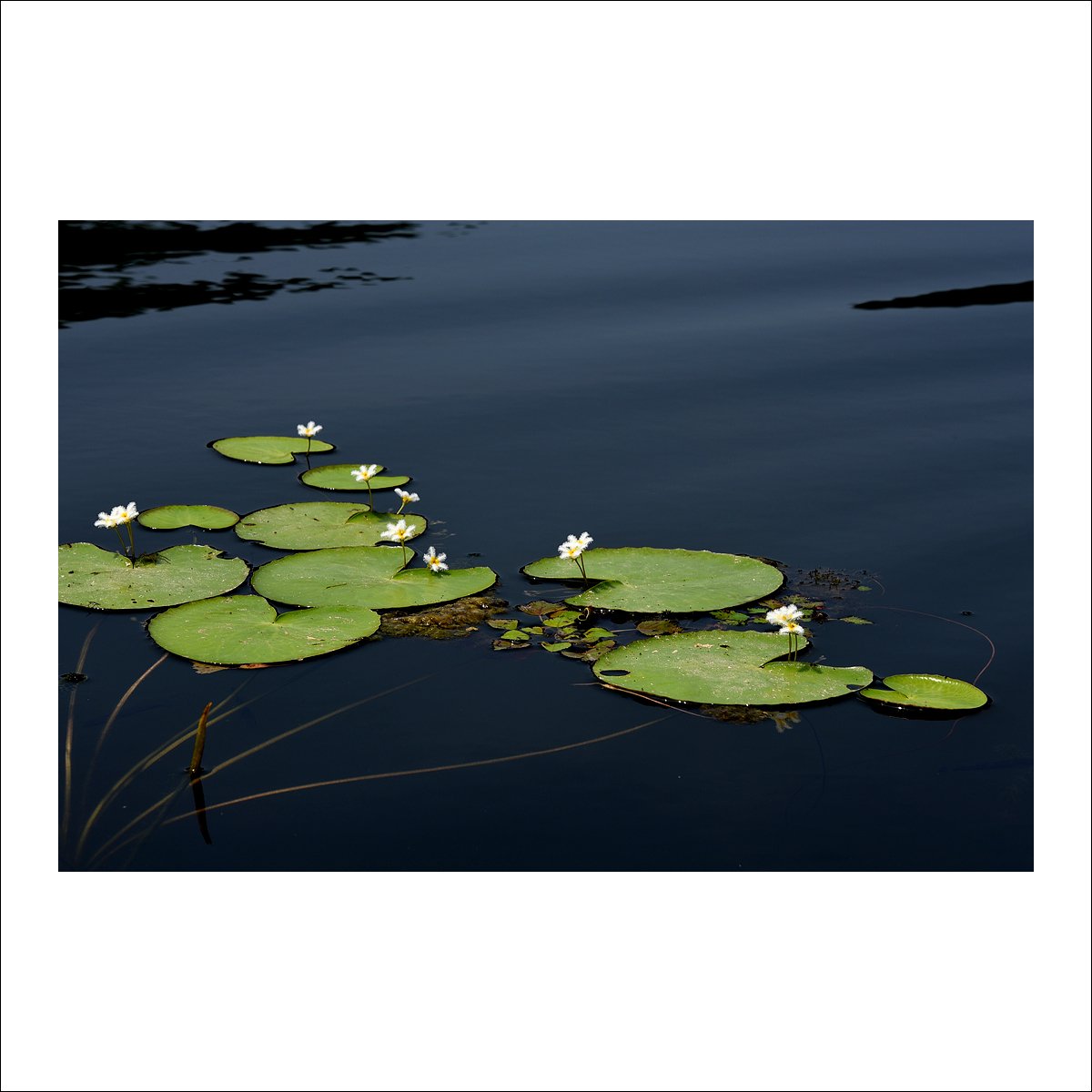 DSC_1589.jpg : 흰어리연 DSC_1589.jpg : 흰어리연