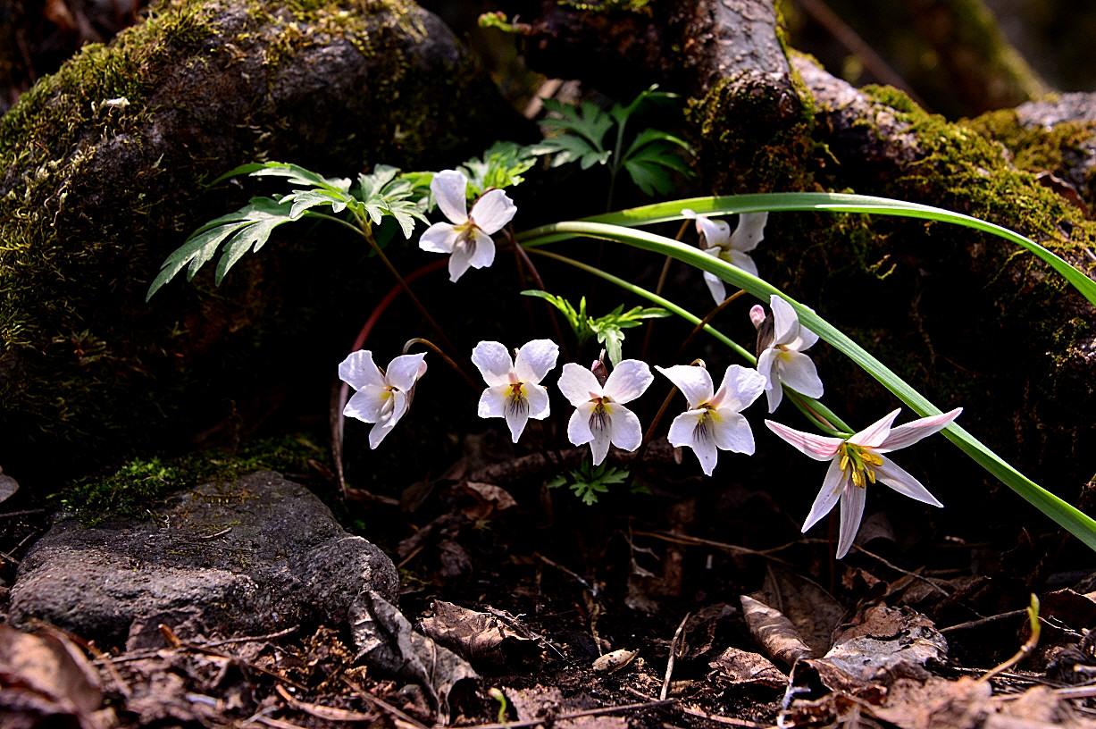 BandPhoto_5743971457.jpg : 태백제비꽃과 산자고