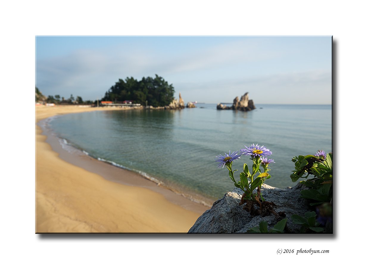 Q23C1462.jpg : 해국