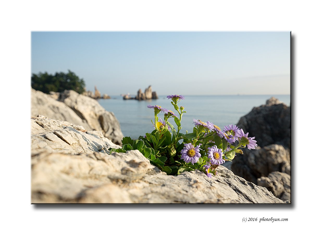 Q23C1435.jpg : 해국