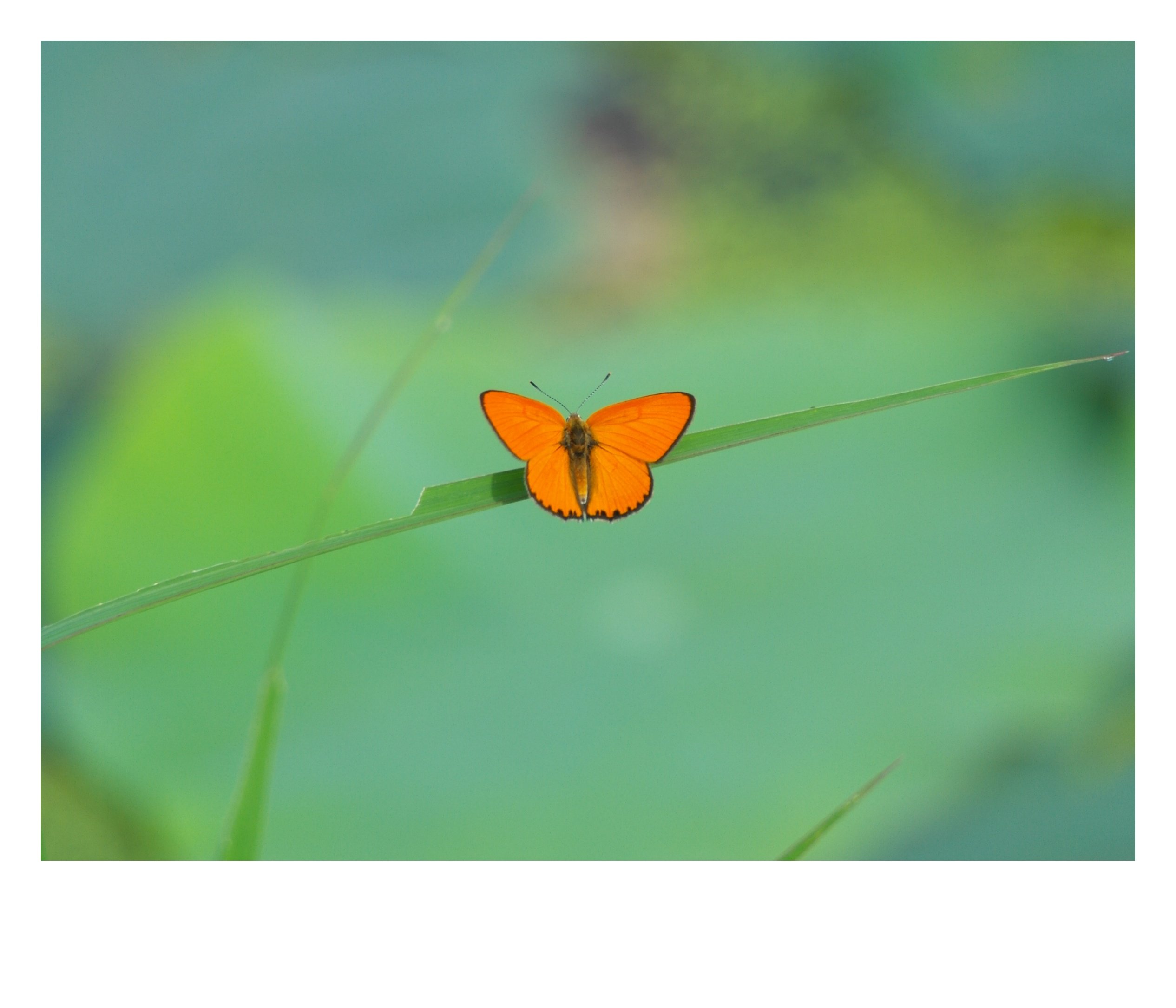 1531630816451.jpg : 주홍부전나비~~정모