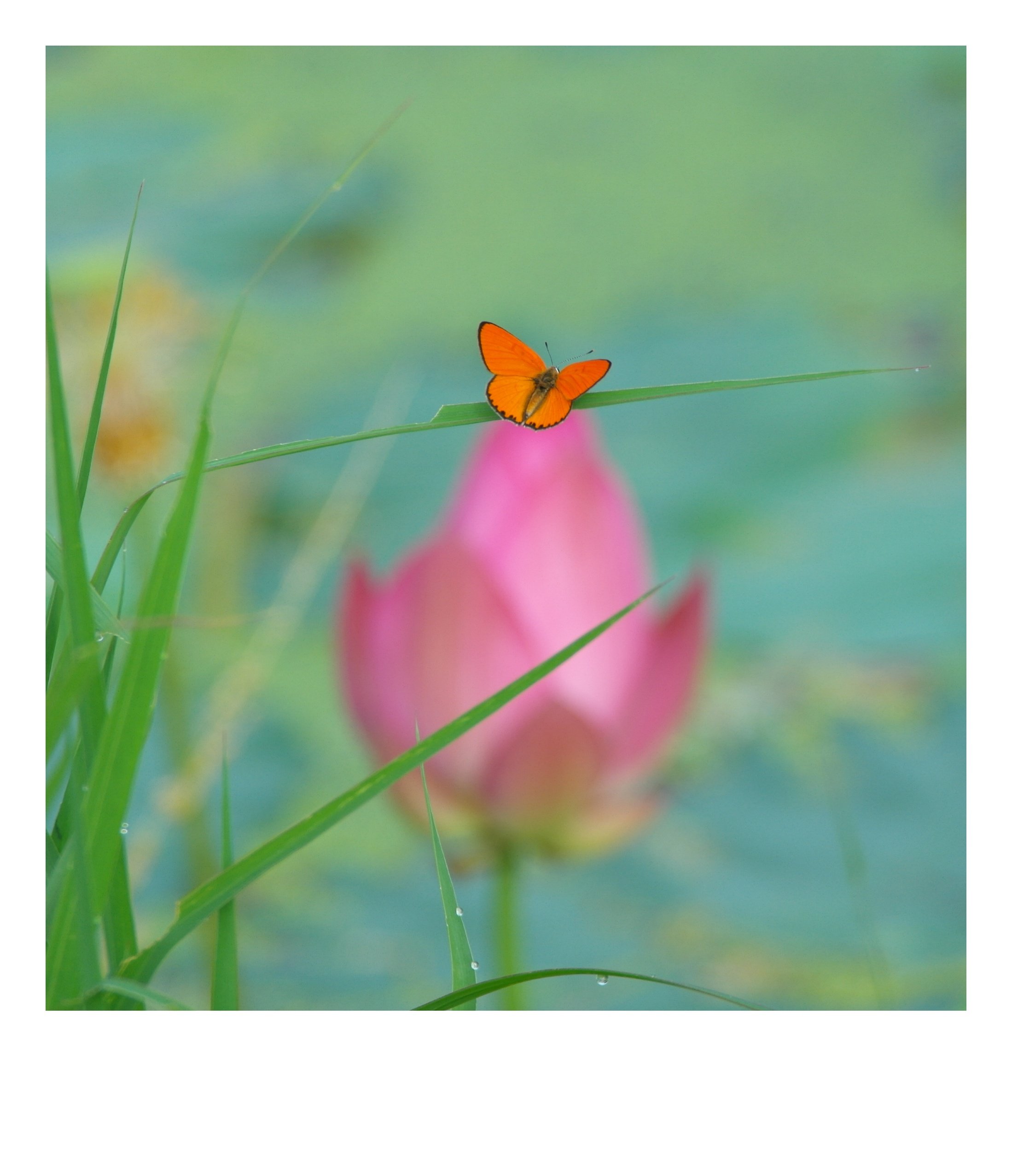 1531630823840.jpg : 주홍부전나비~~정모