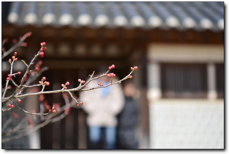 DSC_2992.jpg : 현충사 봄 소식