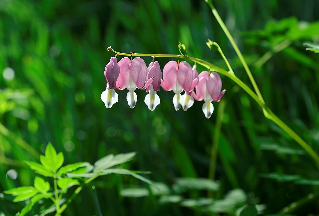 _DSC7201.jpg : 금낭화!