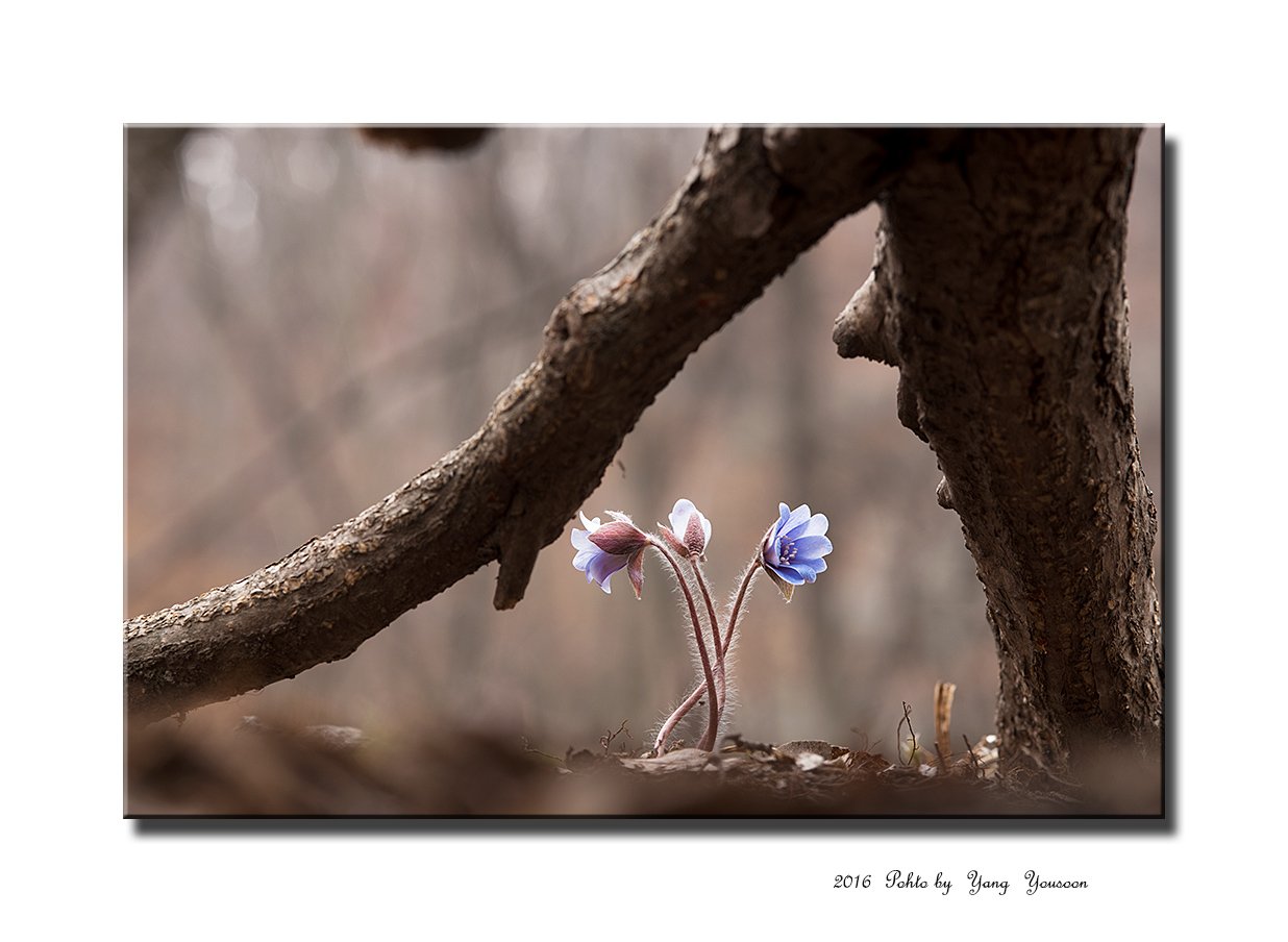 DSC_6607-1-r.jpg : 청노루귀