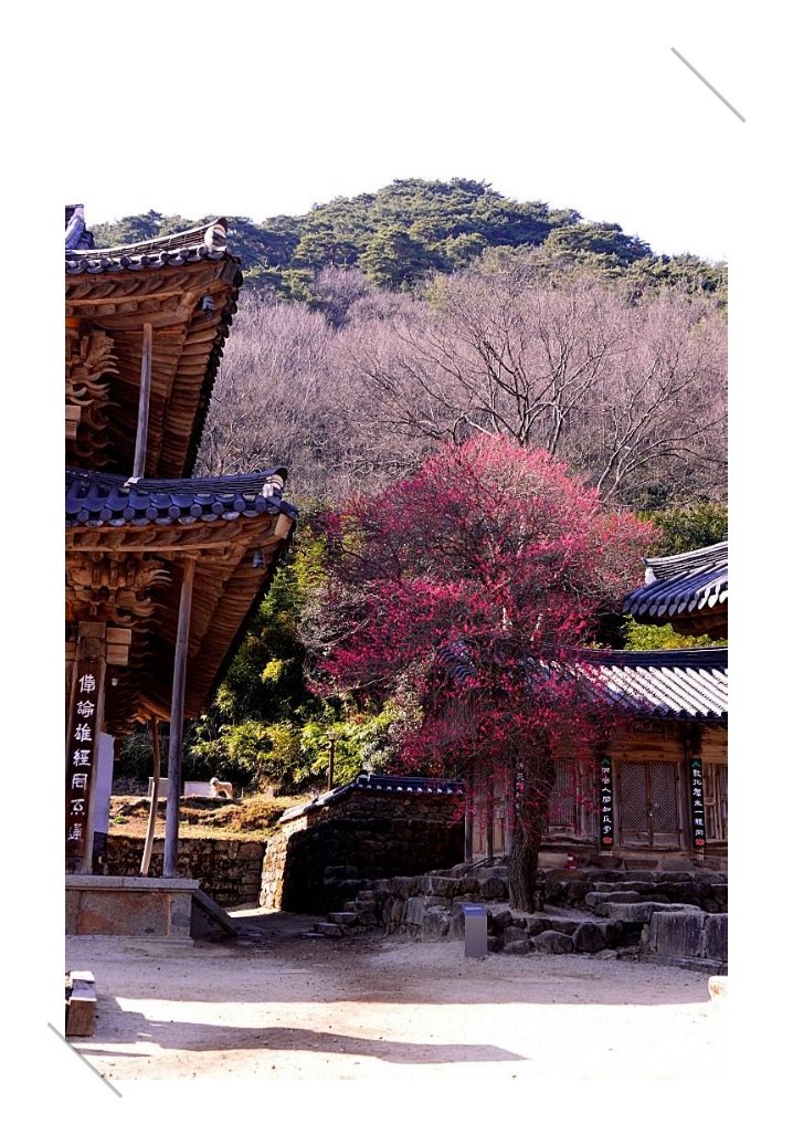 IMG_20170322_102559.jpg : 구례 화엄사 홍매