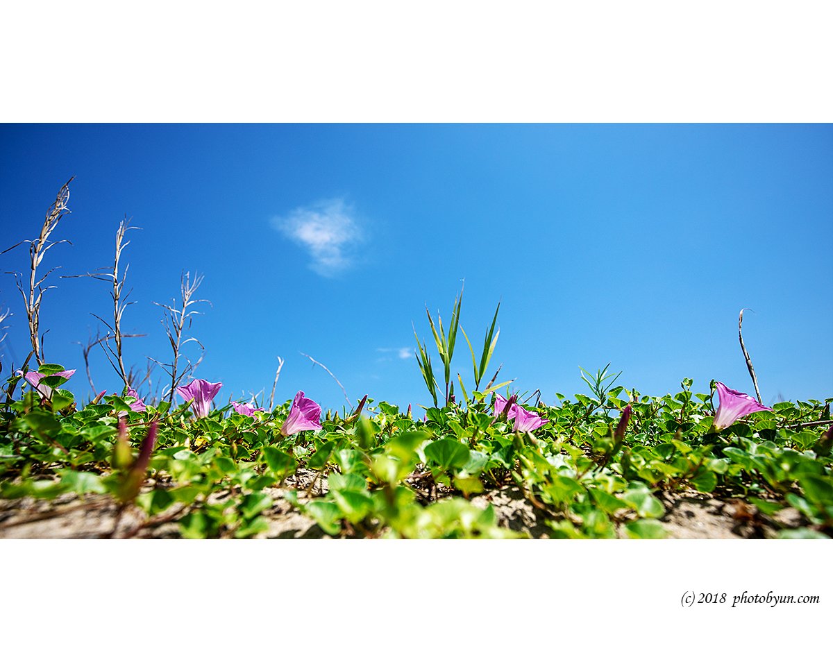 649A4669-편집.jpg : 갯메꽃