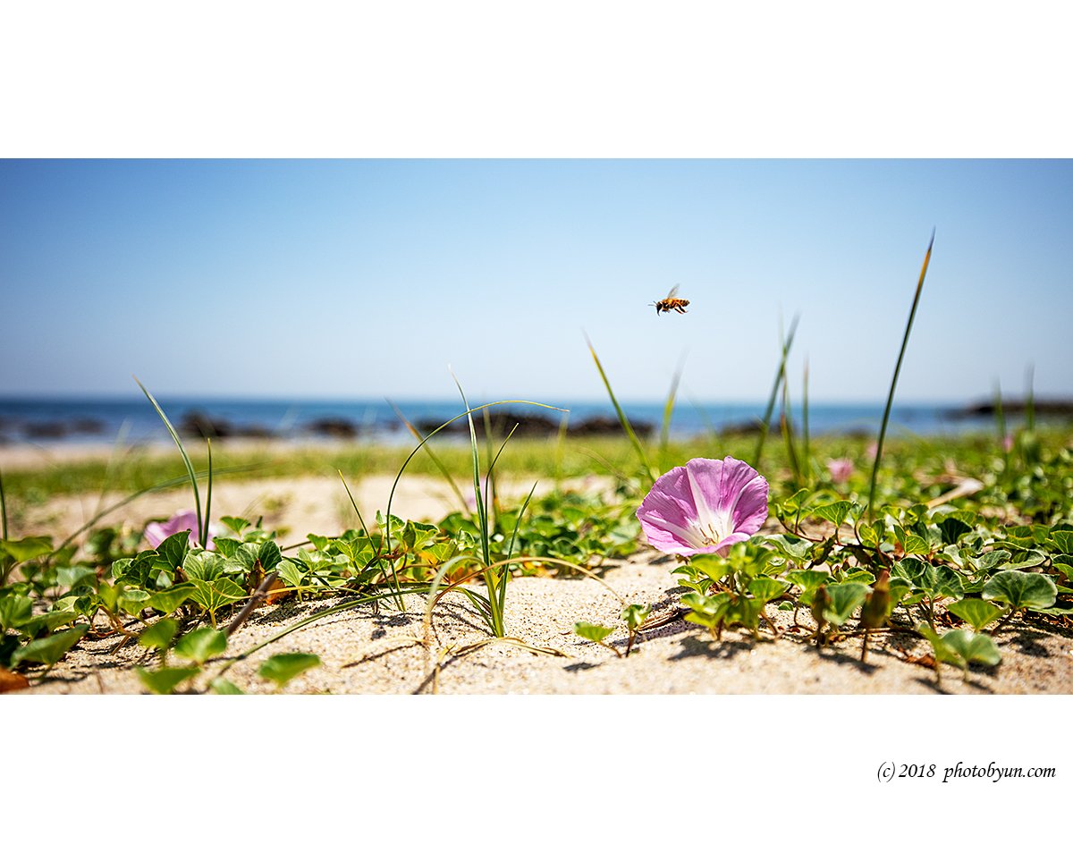 649A4835-편집.jpg : 갯메꽃