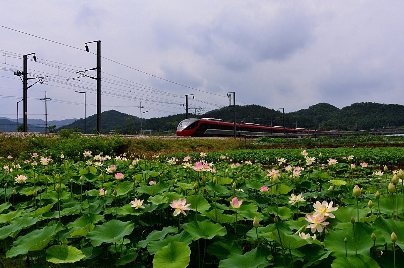 DSC_3087.JPG : 승상골 연꽃과 기차
