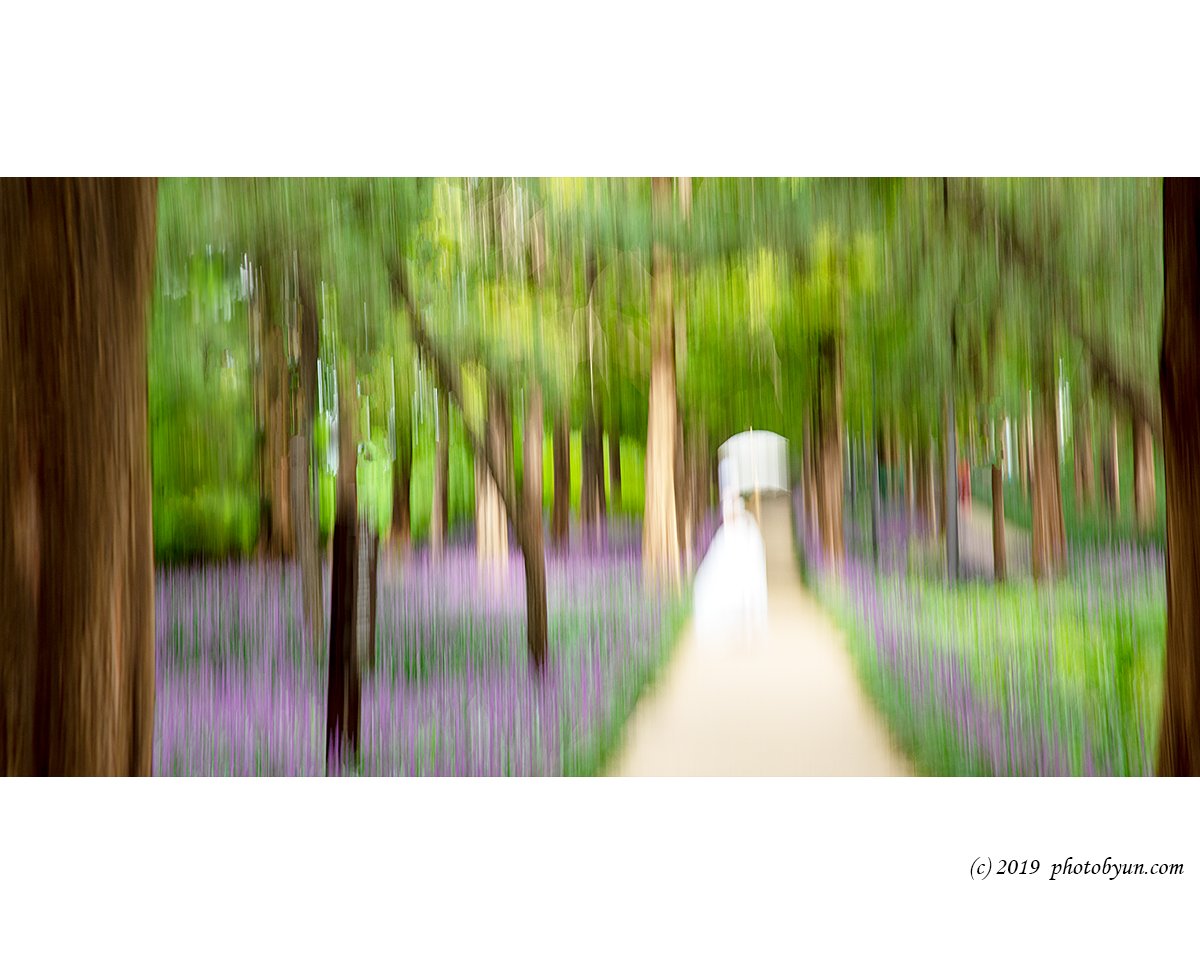 649A9308-편집.jpg : 신부와 맥문동