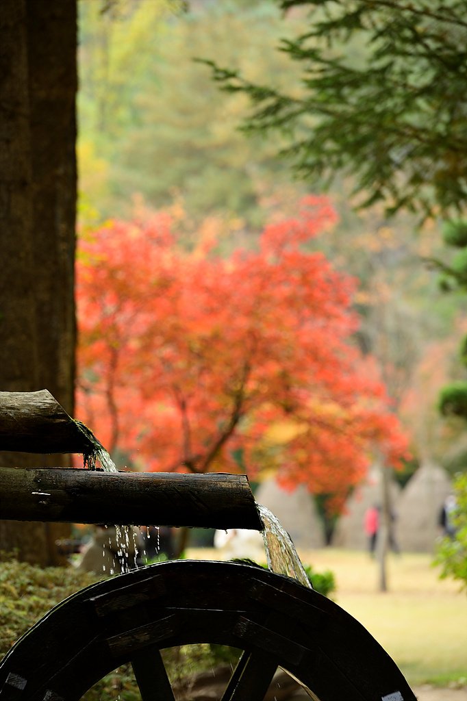 _DSC0814.jpg : 남이섬의  가을풍경