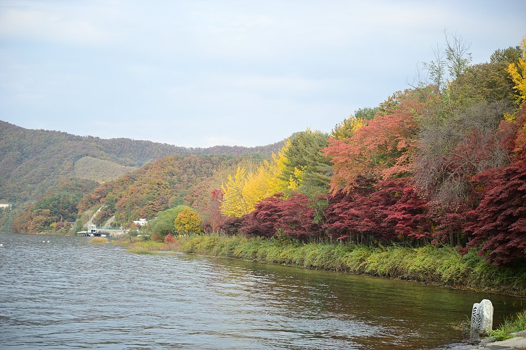 _DSC0976.jpg : 남이섬의  가을풍경