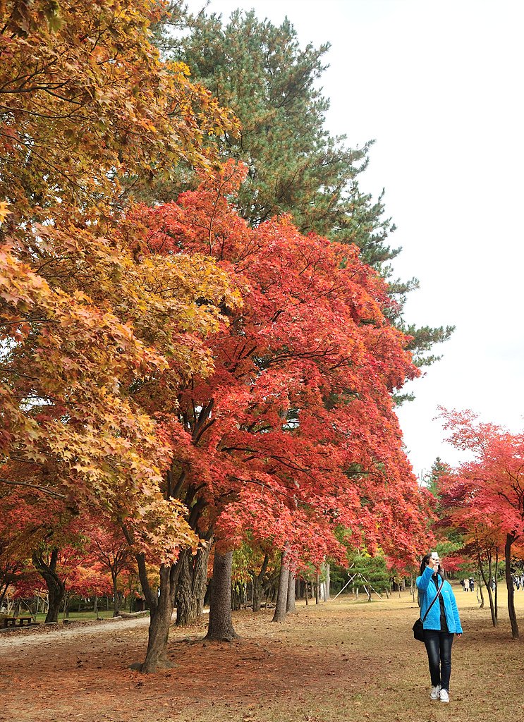 _DSC0730.jpg : 남이섬의  가을풍경