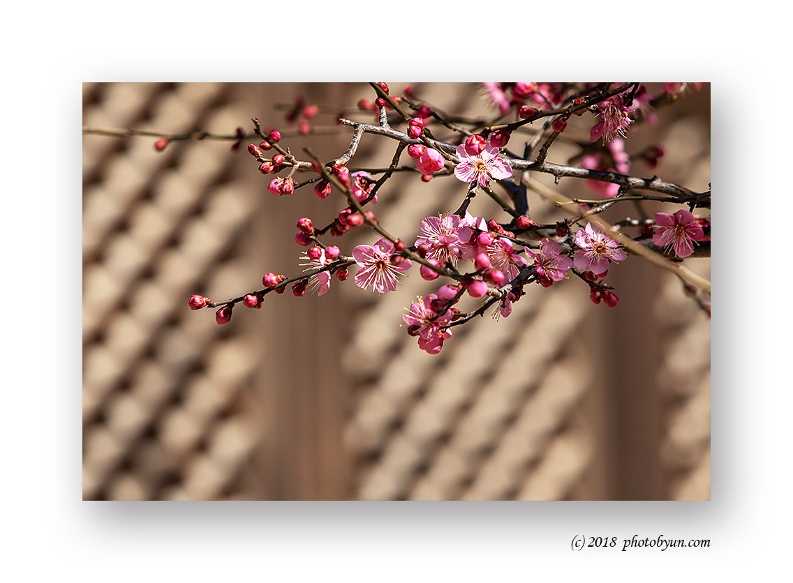 181A9548.jpg : 통도사의 홍매화 181A9548.jpg : 통도사의 홍매화