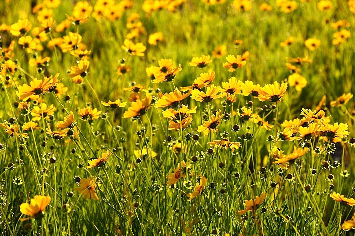 BandPhoto_9083530322.jpg : 새만금 ㅡ황화