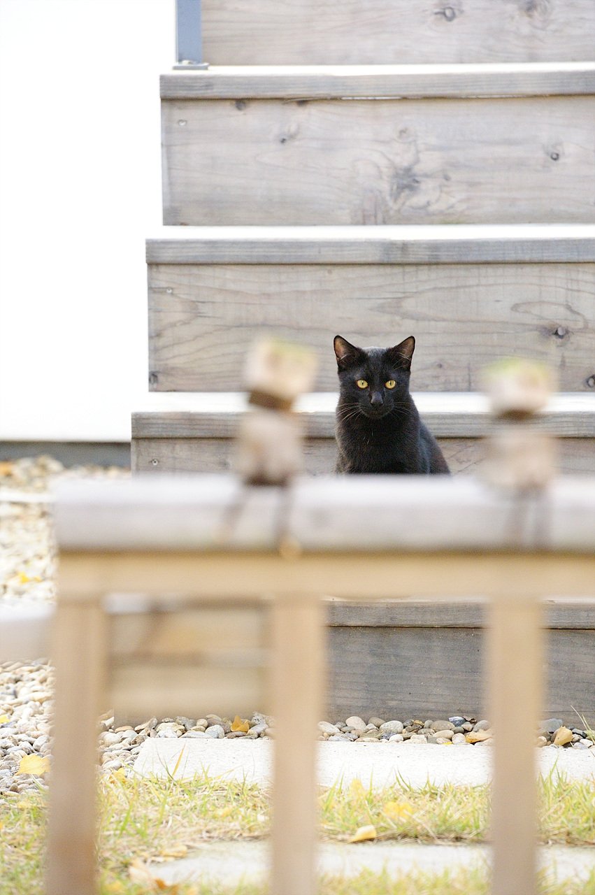 _DSC1438.jpg : 응시(부제 바라보다)