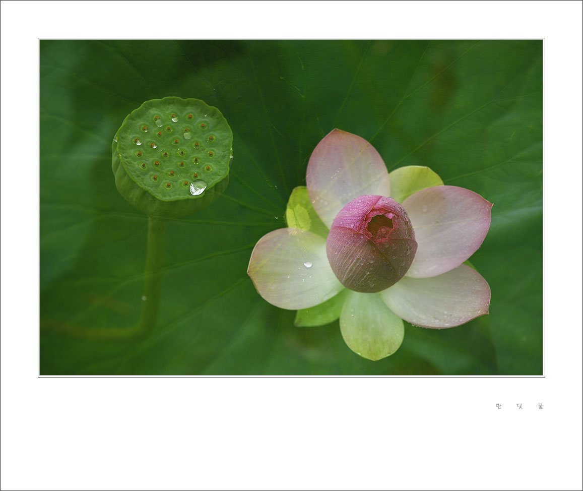 _DSC1662-1.jpg : 홍련