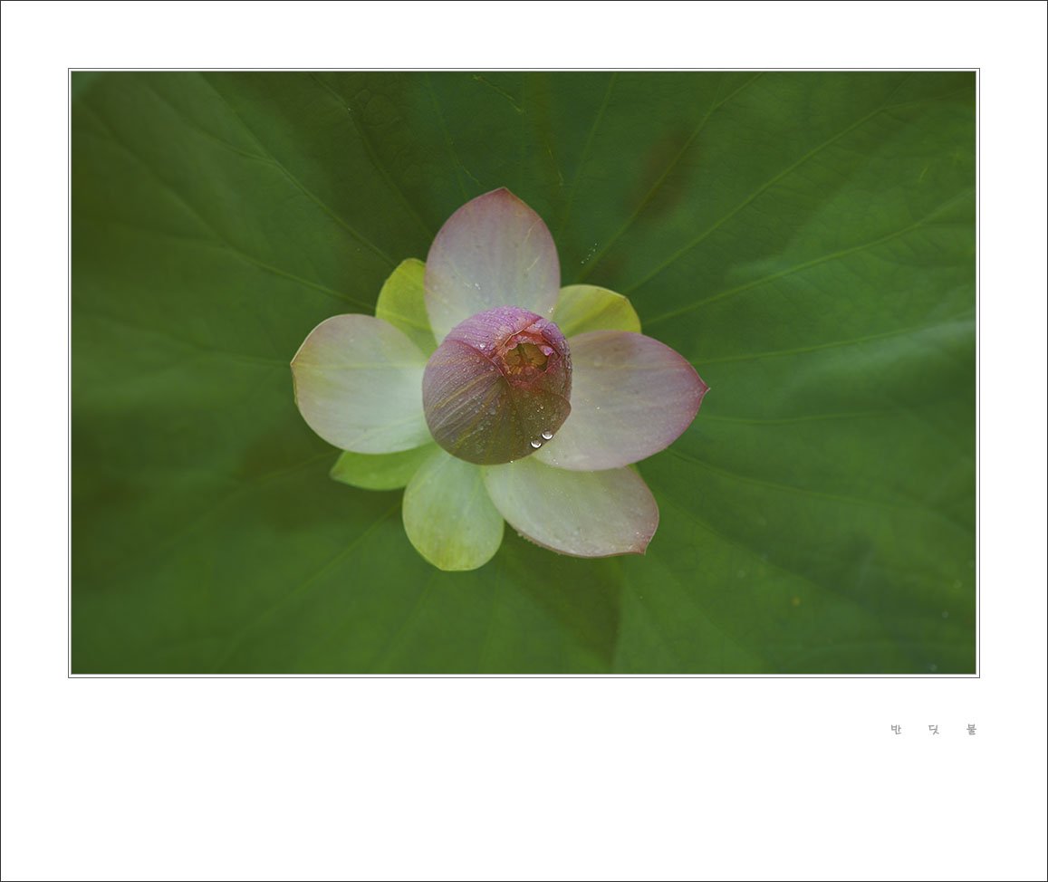 _DSC1658-1.jpg : 홍련