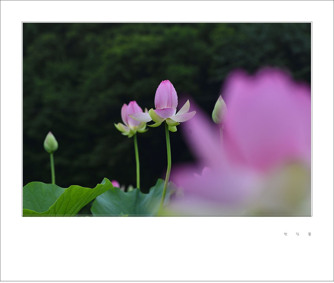 _DSC1699-1.jpg : 홍련