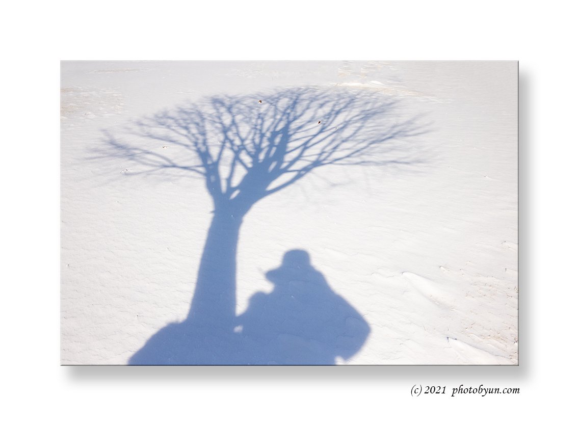 0P3A8884.jpg : 겨울나무