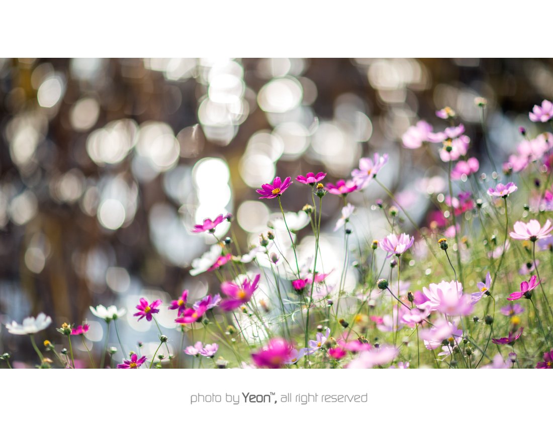 코스모스-1-Web.jpg : ...