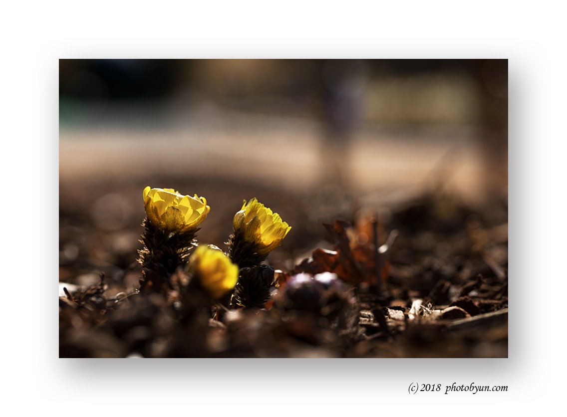 649A4462.jpg : 빨간풍년화,복수초