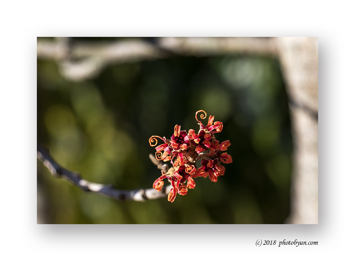 649A4438.jpg : 빨간풍년화,복수초