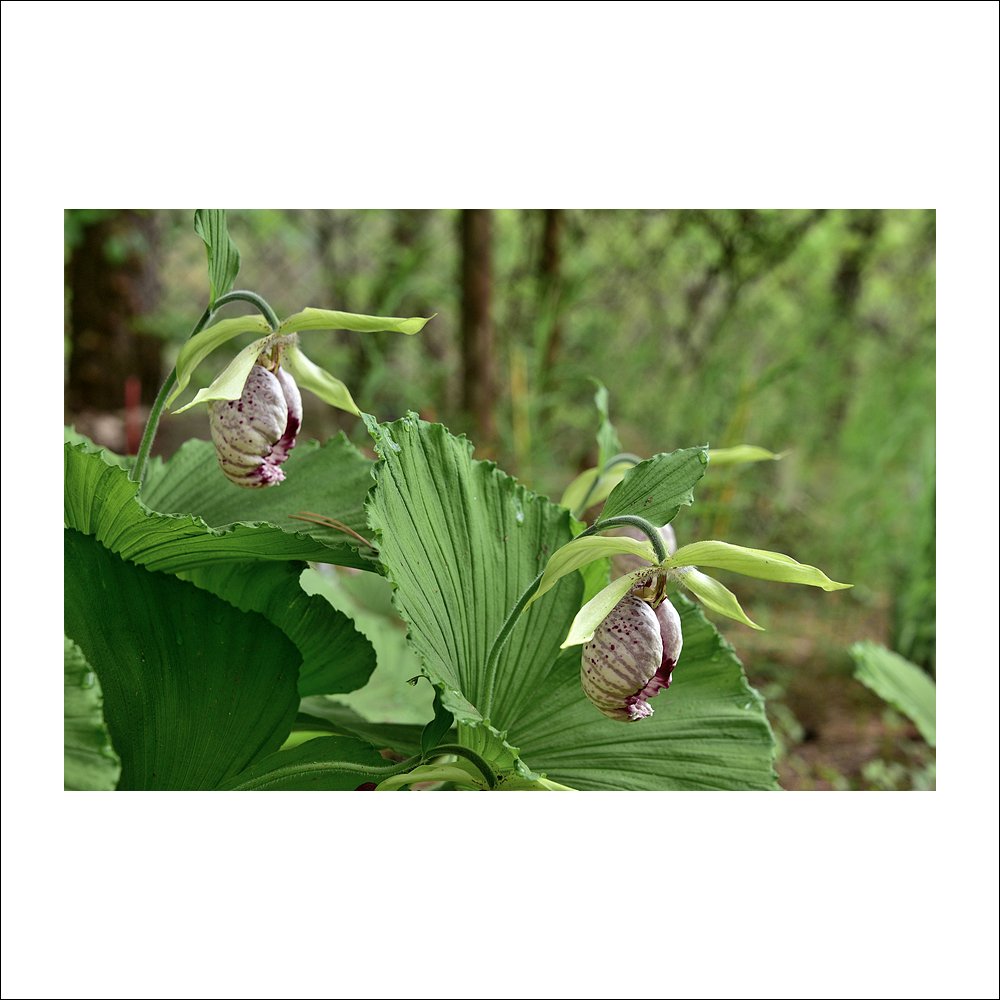 DSC_8298.jpg : 광릉요강꽃