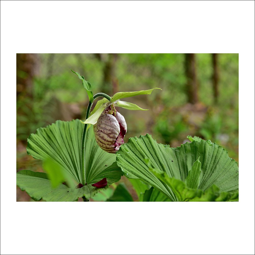 DSC_8296.jpg : 광릉요강꽃