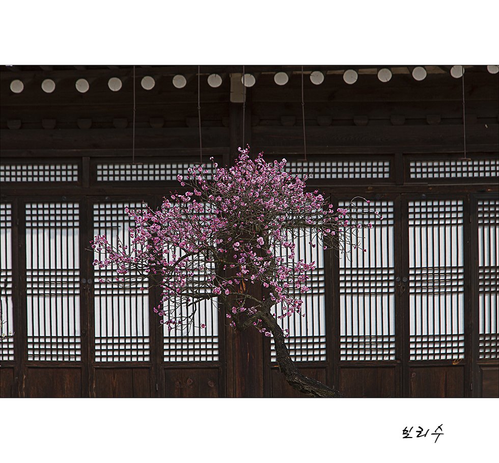 22.jpg : 현충사 매화 만개했습니다.