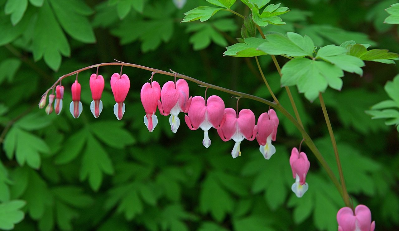 _DSC5845_00001.jpg : 금낭화