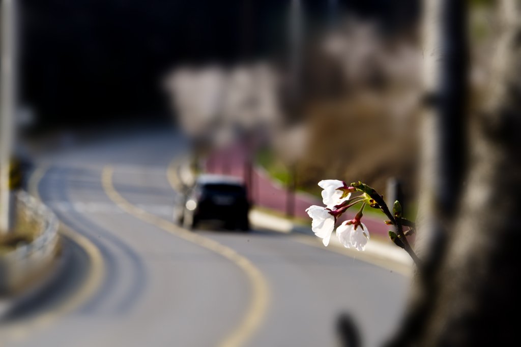 IMG99731.jpg : 봄길 따라 떠나고 싶네요. IMG99731.jpg : 봄길 따라 떠나고 싶네요.