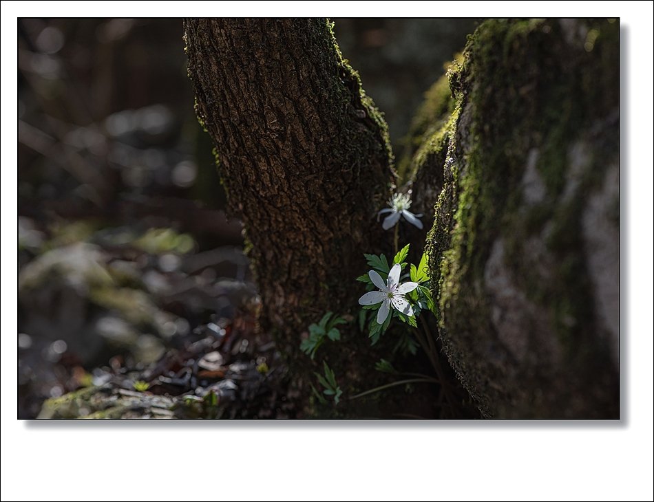 DSC_1456.jpg : 야생화 : 들바람꽃