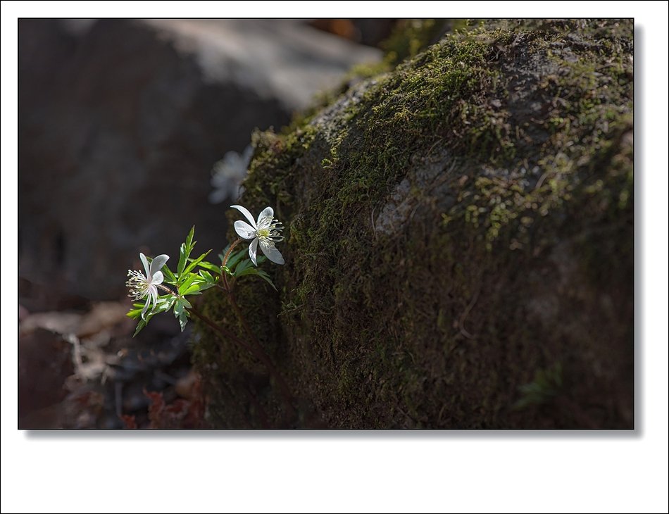 DSC_1450.jpg : 야생화 : 들바람꽃